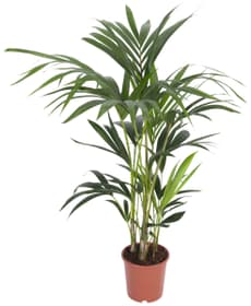 Kentia forsteriana