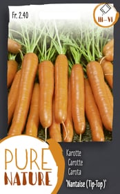 Karotte 'Nantaise (Typ Tip-Top)' mittelf Gemüsesamen Do it + Garden 287114200000 Bild Nr. 1
