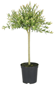Saule mini-tige 17 cm