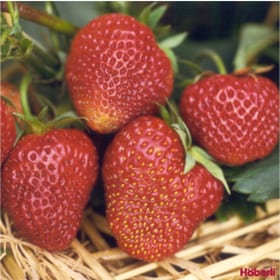 Fragola di Wädenswil