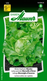 Samen Mauser Laitue pommée Merveille d'hiver Semences de legumes Laitue pommée Merveille d'hiver Semences de legumes Samen Mauser 650116201000 Contenu 2.5 g (env. 1000 plantes ou 8 m²) Photo no. 1