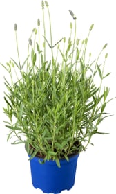 Bio Lavanda