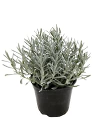 Lavanda angustifolia 14cm