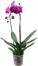 Phalaenopsis Cascade