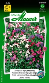 Samen Mauser Zwergwicke Bijou, Mischung Blumensamen Zwergwicke Bijou, Mischung Blumensamen Samen Mauser 650104604000 Inhalt 5 g (ca. 40 - 50 Pflanzen oder 2 - 3 m² ) Bild Nr. 1