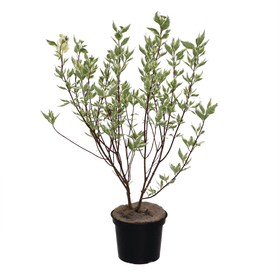 Corniolo Cornus Elegantissima 5l Arbusto ornamentale 650342800000 N. figura 1