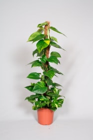 Lierre du diable Epipremnum Pinnatum sur tige de mousse Ø 19cm Plante à feuilles décoratives 650372100000 Photo no. 1