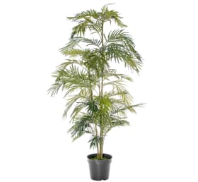 Areca palmier