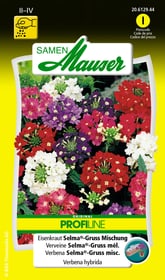Verbena Selma®-Gruss Mischung Blumensamen Samen Mauser 650107901000 Inhalt 100 Korn (ca. 50 Pflanzen oder 4 - 5 m²) Bild Nr. 1