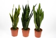 Sansevieria (lot de 3), Ø 17 cm Plante verte - acheter chez Do it ...