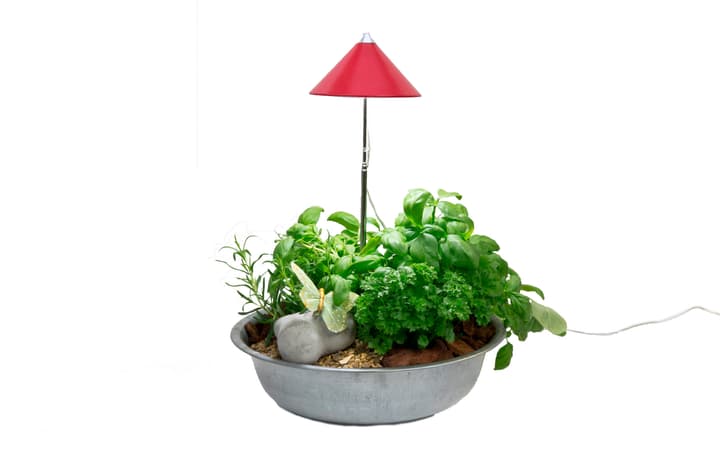 Image of Colibri SUNLiTE Pflanzenlampe