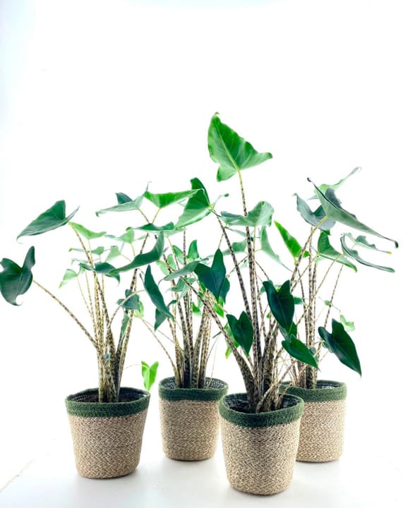 Image of Alocasia zebrina (4er Set) Ø14cm Grünpflanze