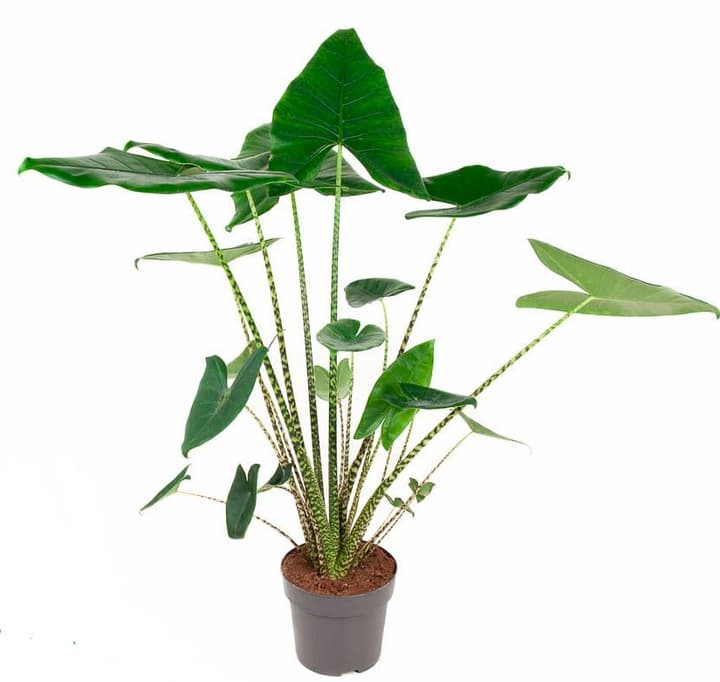 Image of Pfeilblatt Alocasia Zebrina Ø24cm Blattschmuckpflanze