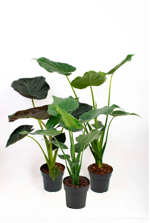 Image of Pfeilblatt Alocasia Mix (3er Set) Ø17cm Blattschmuckpflanze bei Do it + Garden von Migros