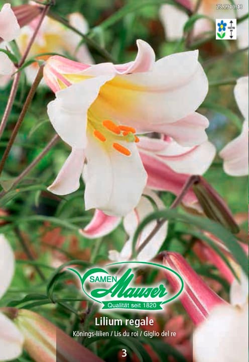 Image of Samen Mauser Königslilie, Lilium regale, 3 Zwiebeln Blumenzwiebeln