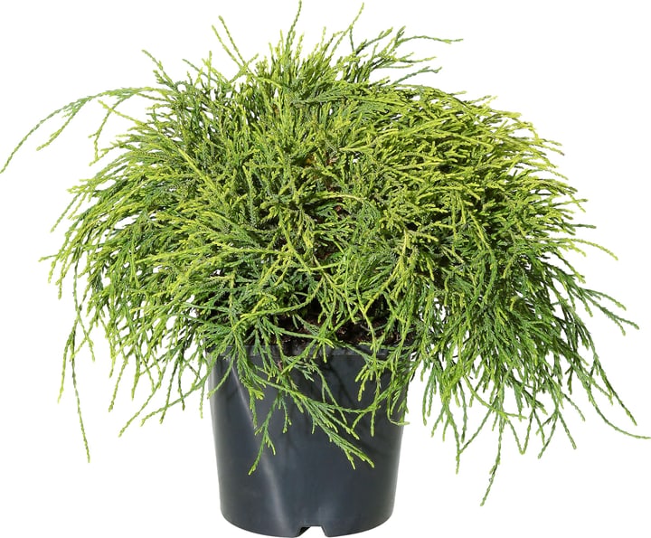 Chamaecyparis pisifera Sungold 17cm Chamaecyparis pisifera Sungold 17cm 306095600000 Bild Nr. 1