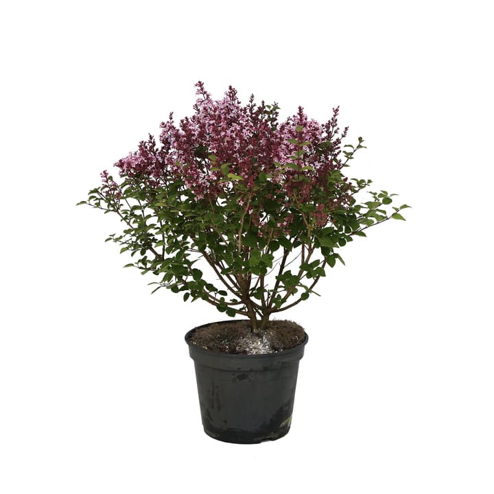Image of Flieder Syringa Palibin 5l Ziergehölz