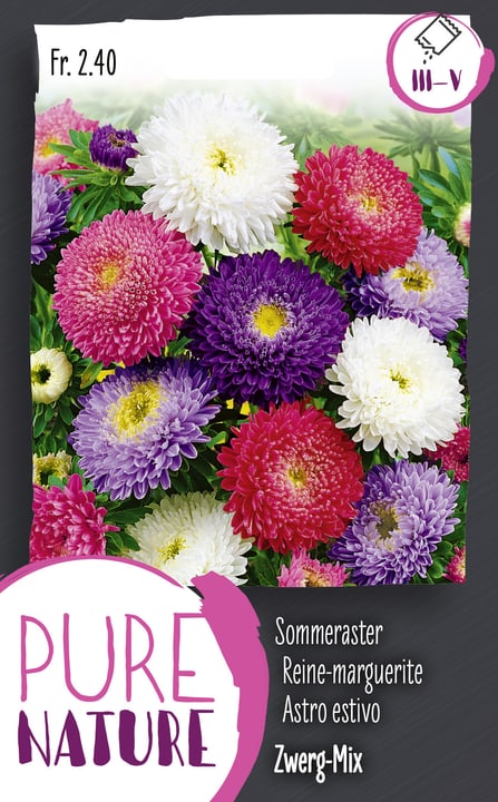 Image of Sommeraster Zwergmischung 1g Blumensamen bei Do it + Garden von Migros