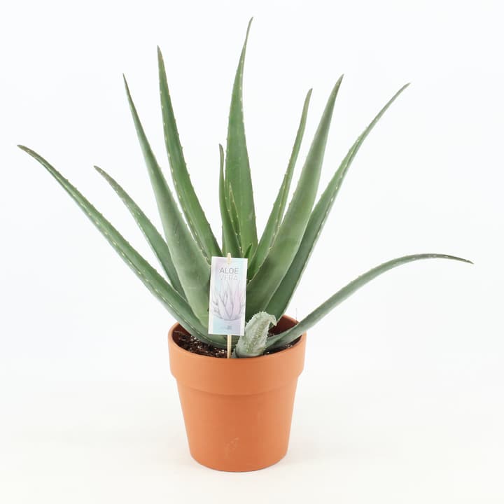 Image of Aloe Vera Barbadensis In Terracotta 3er Set 21cm Grünpflanze