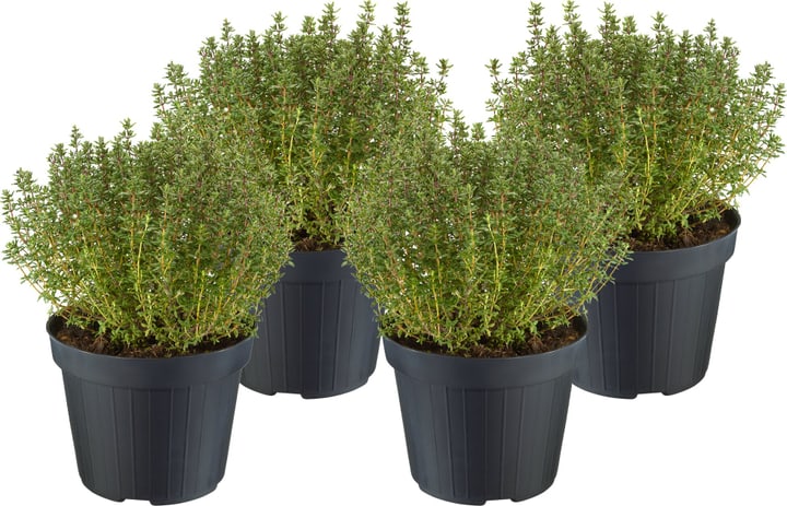 Image of Thymian Thymus Vulgaris (4er Set) Ø18cm Kräuterpflanze