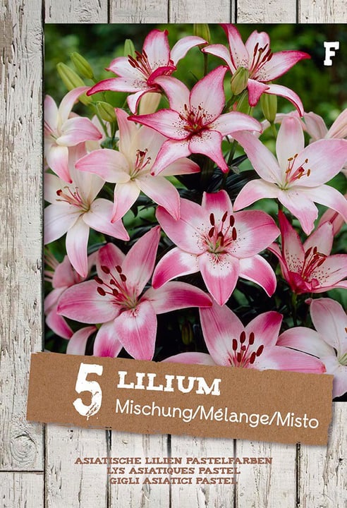 Image of Lilien Aziatisch Mischung, 5 stück Blumenzwiebel