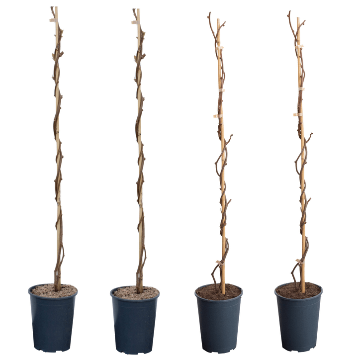Image of Kiwi Deliciosa Mix (4er Set) 4l Beerenobst