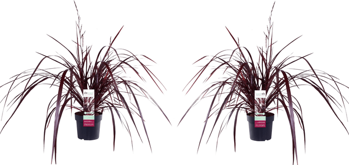 Image of Keulenlilie Cordyline Burgundy (2er Set) Ø23cm Ziergras bei Do it + Garden von Migros