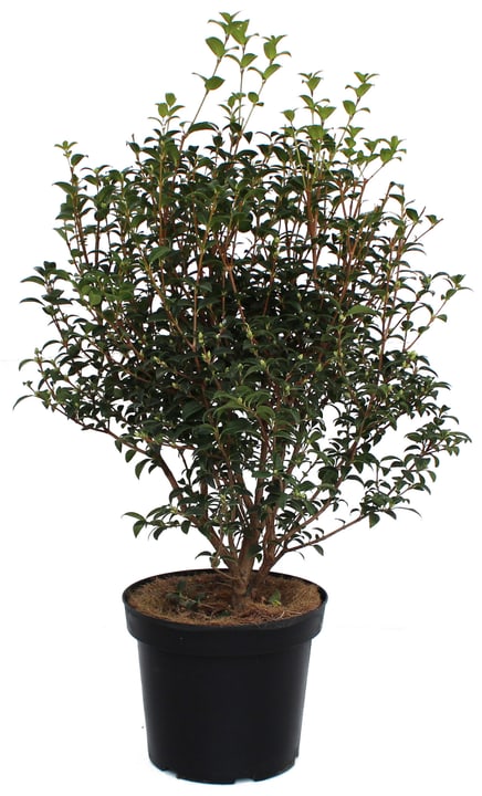 Image of Duftblüte 7l Laubgehölze