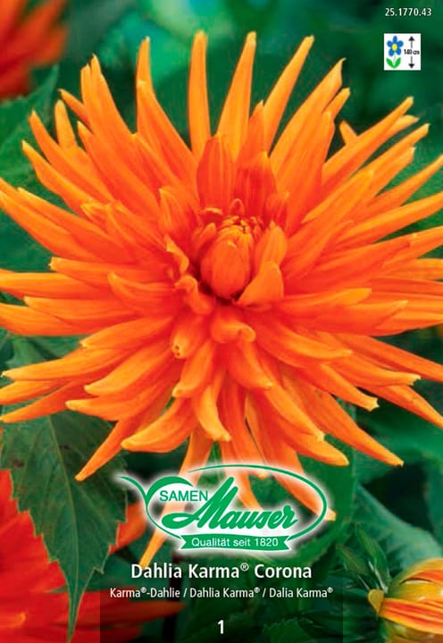 Image of Samen Mauser Karma®-Dahlie Corona Schnittdahlie Blumenzwiebeln