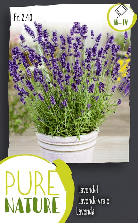 Image of Lavendel mehrjährig 0.5g Kräutersamen bei Do it + Garden von Migros