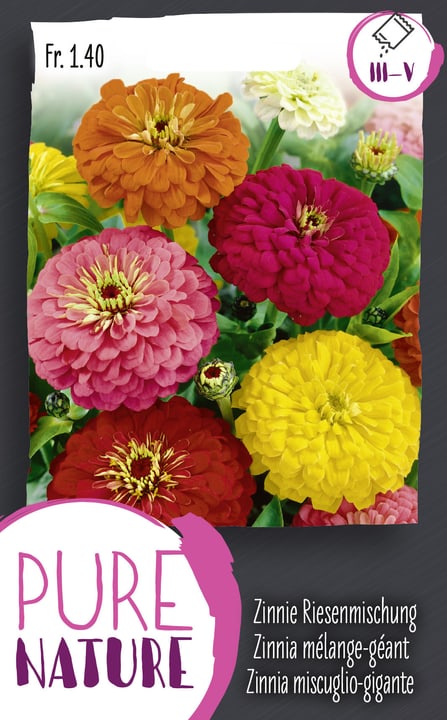 Image of Zinnie Riesenmischung 1g Blumensamen bei Do it + Garden von Migros