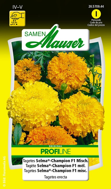 Image of Samen Mauser Tagetes Selma®-Champion F1 Misch. Blumensamen