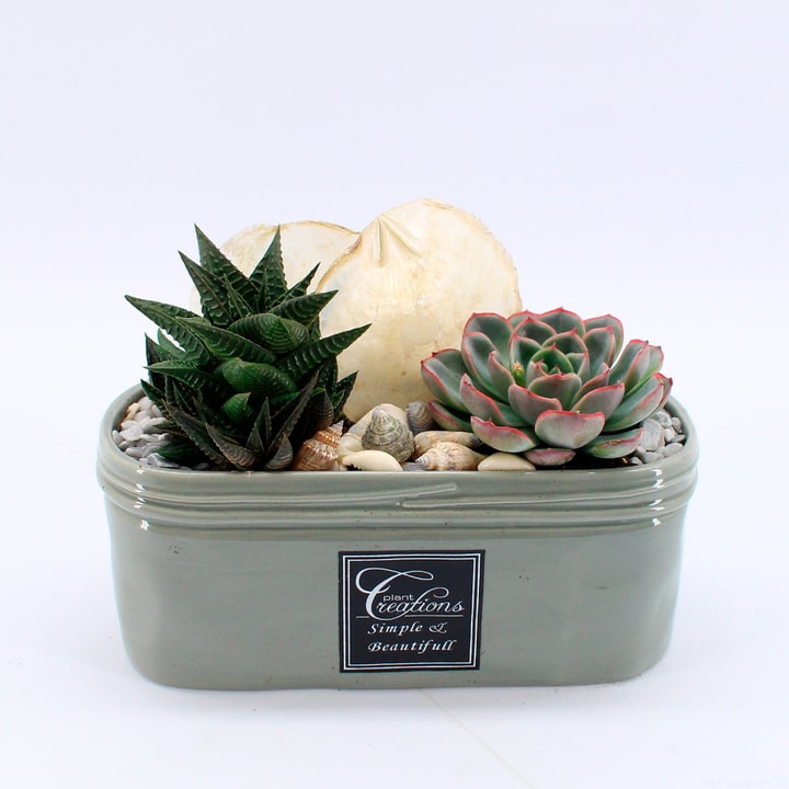 Image of Sukkulenten Arrangement Ø23cm Grünpflanze bei Do it + Garden von Migros