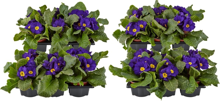 Primula blu (set da 24) Ø9cm