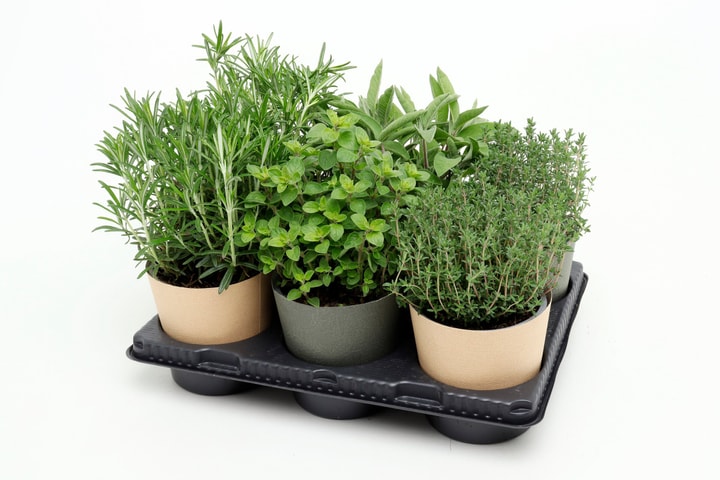 Image of Bio Kräuter Italienmix (6er Set) im Cup Ø13cm Kräuterpflanze