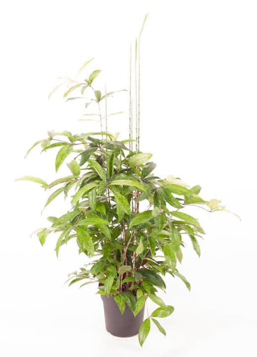 Image of Drachenbaum Dracaena Surculosa Ø24cm Grünpflanze