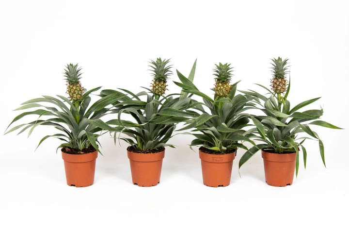 Image of Ananas Pflanze Mi Amigo (4er Set) Ø12cm Blühpflanze bei Do it + Garden von Migros