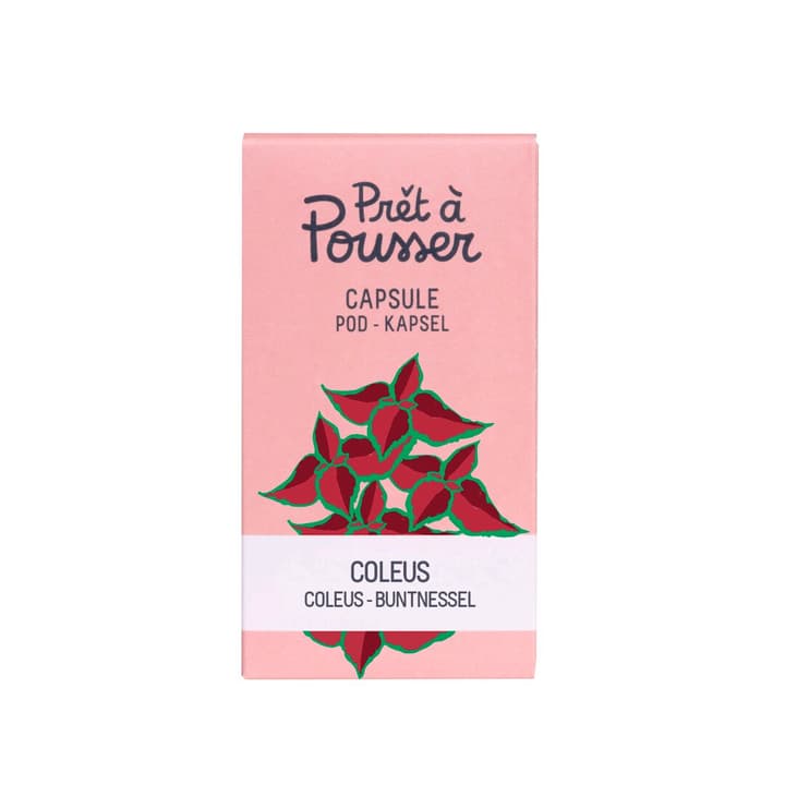 Image of Prêt à Pousser Coleus Kräuterkapsel bei Do it + Garden von Migros