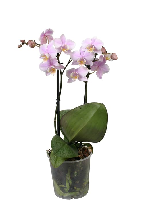 Phala multiflora Mix 2 Pousses 9cm Phala multiflora Mix 2 Pousses 9cm 300172300000 Photo no. 1