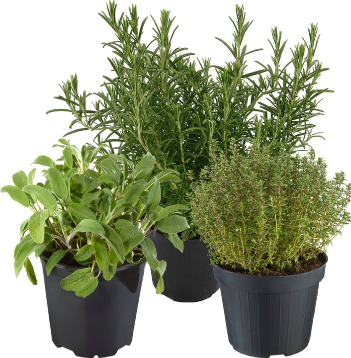 Image of Mediterraner Kräuter Mix (3er Set) Ø18cm Kräuterpflanze