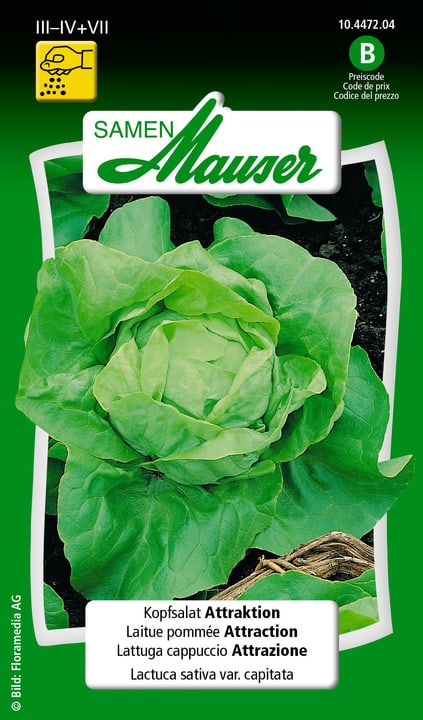 Image of Samen Mauser Kopfsalat Attraktion Gemüsesamen