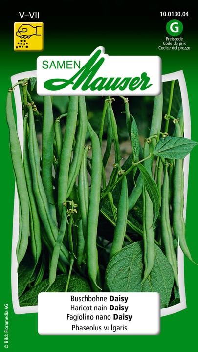 Image of Samen Mauser Buschbohne Daisy Gemüsesamen bei Do it + Garden von Migros
