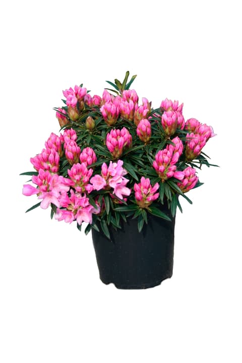 Rhododendron Graciella 5l Rhododendron Graciella 5l 306103200000 Bild Nr. 1