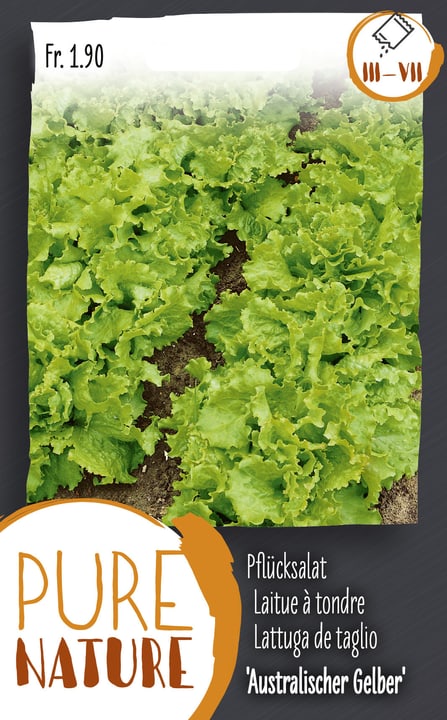 Image of Pflücksalat 'Australischer Gelber' 5g Gemüsesamen bei Do it + Garden von Migros