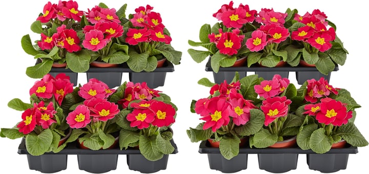 Primula Pink-Lila (set da 24) Ø9cm