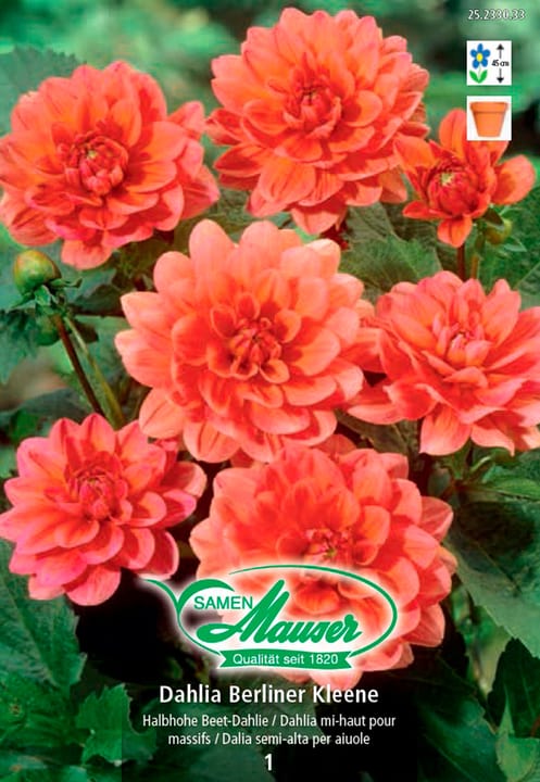 Image of Samen Mauser Beet-Dahlie Berliner Kleene Blumenzwiebeln