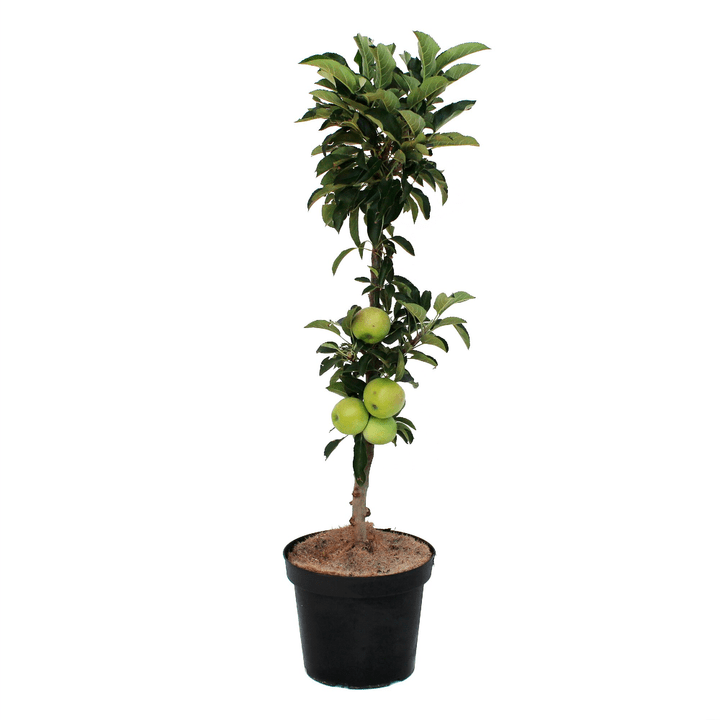 Image of Säulenapfel Lambada 7l Obstbaum bei Do it + Garden von Migros