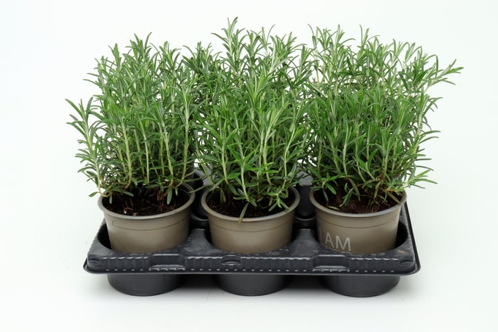 Bio Rosmarin Rosmarinus officinalis (6er Set) im Cup Ø13cm Kräuterpflanze