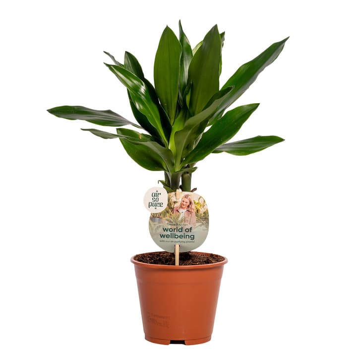 Image of Dracaena Janet Lind ASP T14 8er Set Grünpflanze
