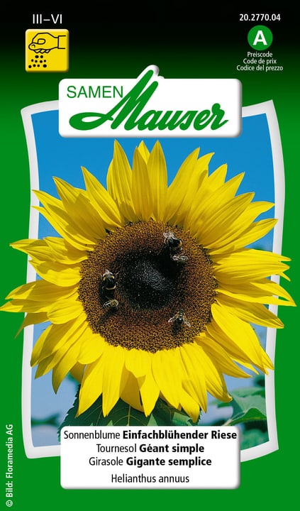 Image of Samen Mauser Sonnenblume Einfachblüh. Riese Blumensamen